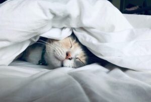 Een kat die slaapt onder een deken.